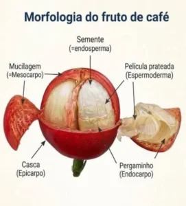 lbcafe-morfologia-fruto-do-cafe