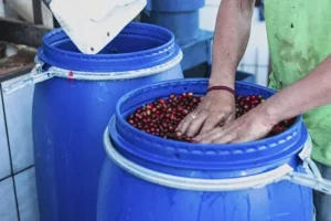 lbcafe-pos-colheita-bombona-azul-monitorar-pH-condutividade-TDS-salinidade-temperatura-fermentação