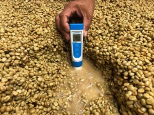 lbcafe-pos-colheita-monitorar-pH-condutividade-TDS-salinidade-temperatura-fermentação